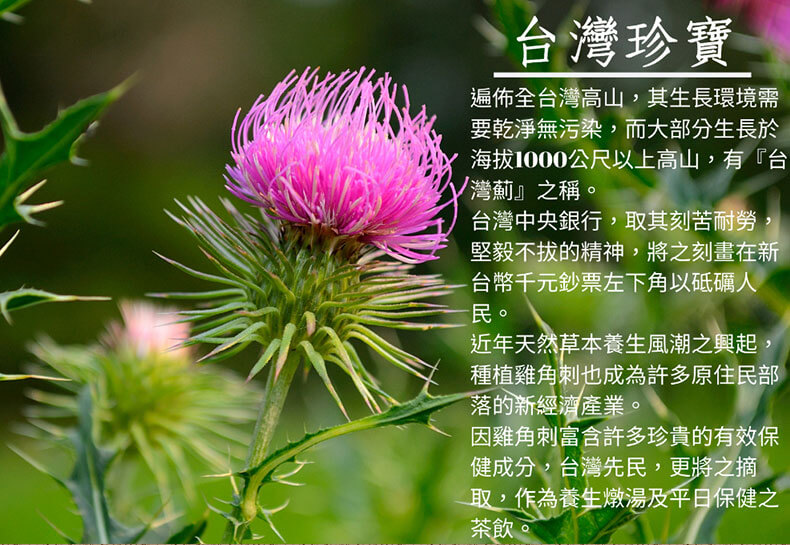 雞角刺茶包