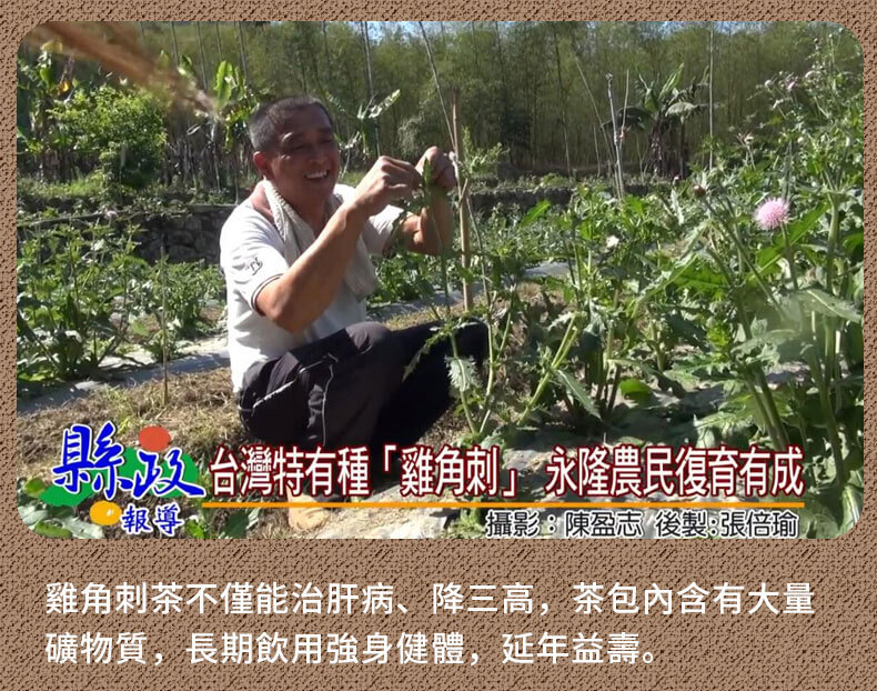 雞角刺茶包