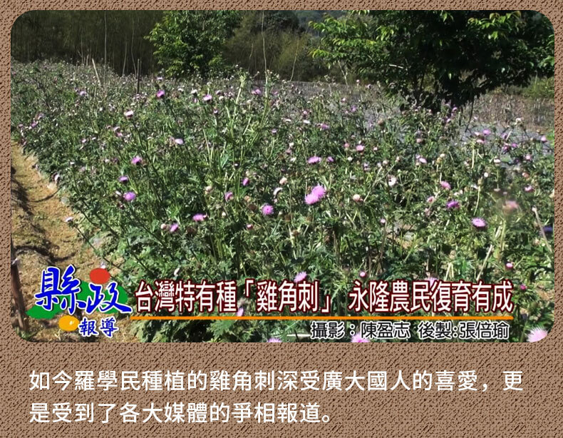 雞角刺茶包